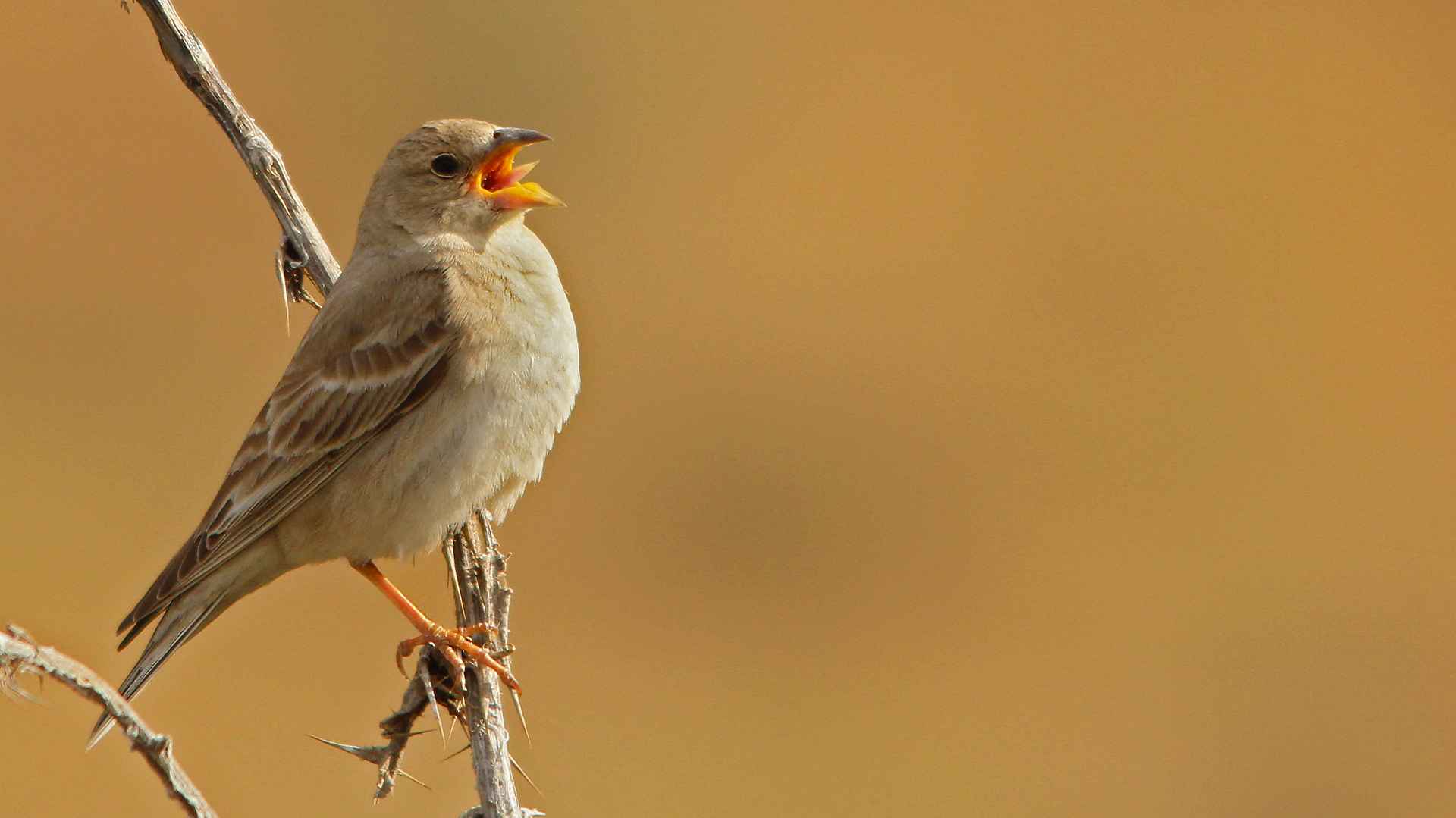 Pale Rockfinch